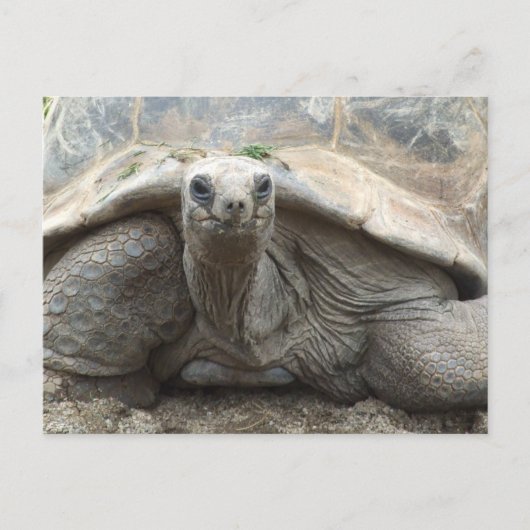 Galapagos Tortoise Postcard Briefkaart (Voorkant)