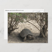 galápagos tortoise rest briefkaart (Voorkant / Achterkant)