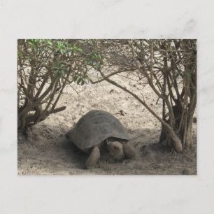 galápagos tortoise rest briefkaart