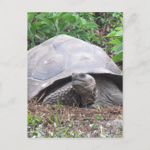 galapagos tortosius briefkaart