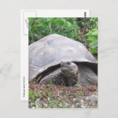 galapagos tortosius briefkaart (Voorkant / Achterkant)