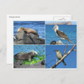 galapagos vier briefkaart (Voorkant / Achterkant)