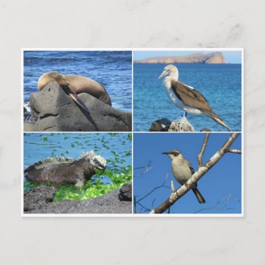 galapagos vier briefkaart (Voorkant)