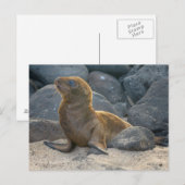 Galapagos Zee Lion Briefkaart (Voorkant / Achterkant)