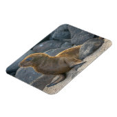 Galapagos Zee Lion Magneet (Linkerzijde)