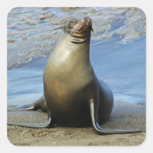 Galapagos Zee Lion Sticker 1