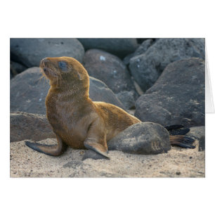 Galapagos Zeerover