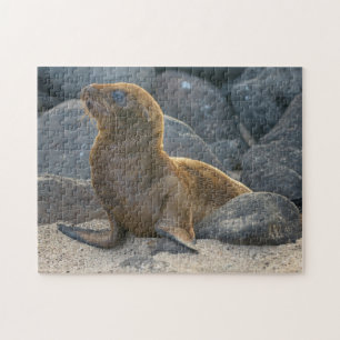 Galapagos Zeerover Legpuzzel