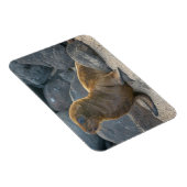 Galapagos Zeerover Magneet (Rechterzijde)