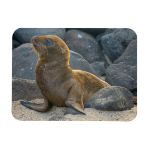 Galapagos Zeerover Magneet