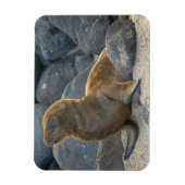 Galapagos Zeerover Magneet (Verticaal)