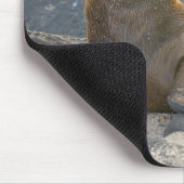 Galapagos Zeerover Muismat (Hoek)
