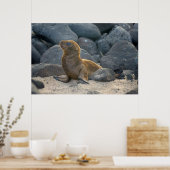 Galapagos Zeerover Poster (Keuken)