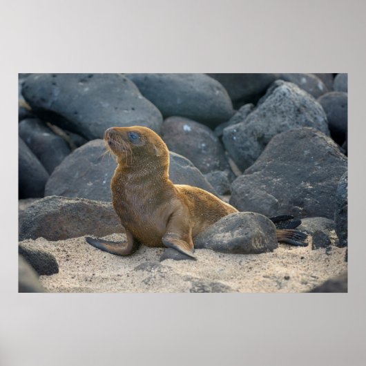 Galapagos Zeerover Poster (Voorkant)