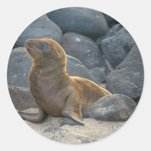 Galapagos Zeerover Ronde Sticker