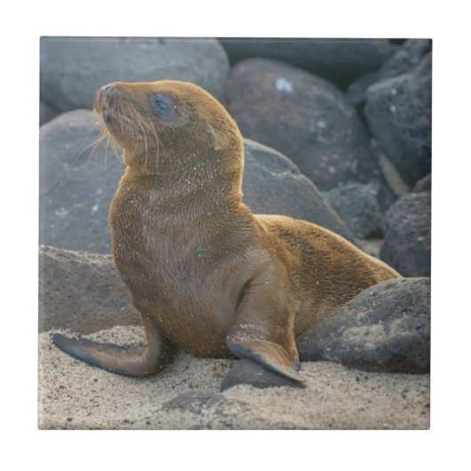 Galapagos Zeerover Tegeltje (Voorkant)