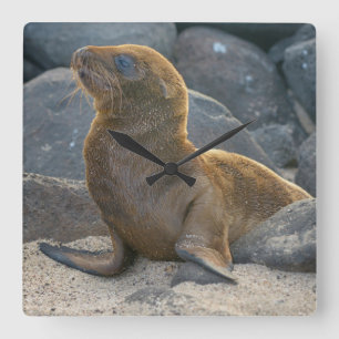 Galapagos Zeerover Vierkante Klok