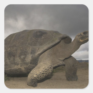 Galapagosreuzenschildpad Geochelone Vierkante Sticker
