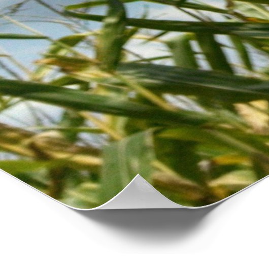 Galaties 6:7 Wat een man soweth... Poster (Hoek)