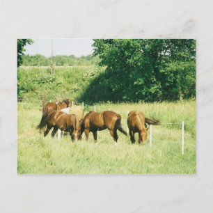 Galets, Lady, Sucre, Limited et Gump carte postale