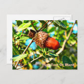 Galilee Acorn Briefkaart (Voorkant / Achterkant)