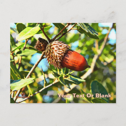 Galilee Acorn Briefkaart (Voorkant)