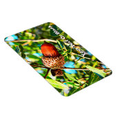 Galilee Acorn Magneet (Rechterzijde)