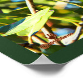 Galilee Acorn Poster (Hoek)