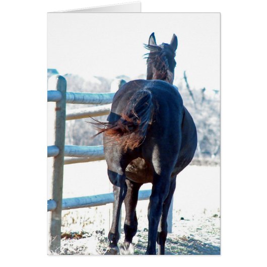 Gallop Away (Devant)