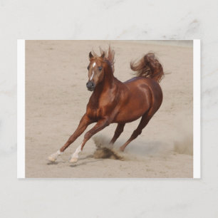 Galloping Brown Chestnut Horse Kicks up Sand Briefkaart