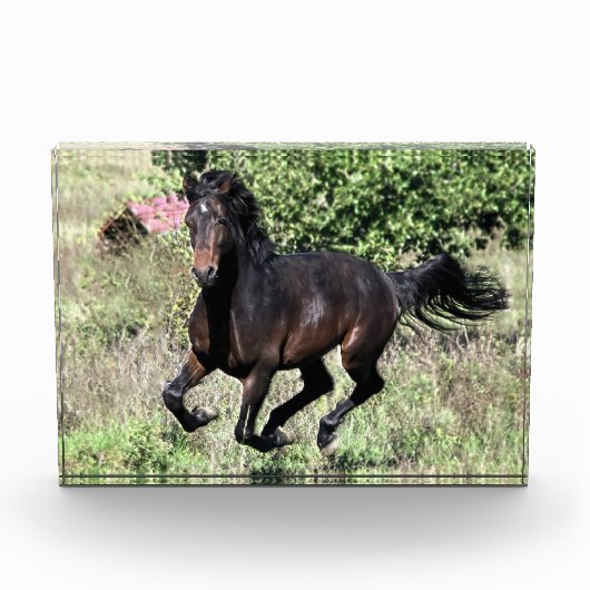 Galloping Chestnut Horse Fotoblokken (Voorkant)