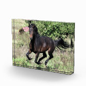 Galloping Chestnut Horse Fotoblokken (Rechts)