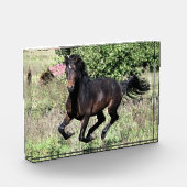 Galloping Chestnut Horse Fotoblokken (Links)