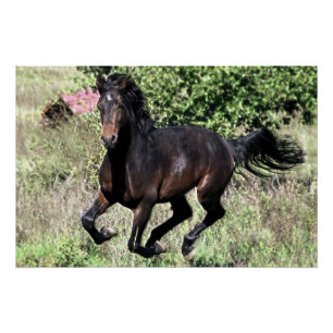 Galloping Chestnut Horse Perfect Poster