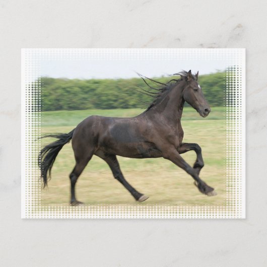 Galloping Friesian Briefkaart (Voorkant)