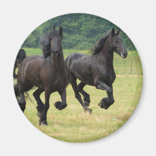 Galloping Friesian Horses Magnet Magneet