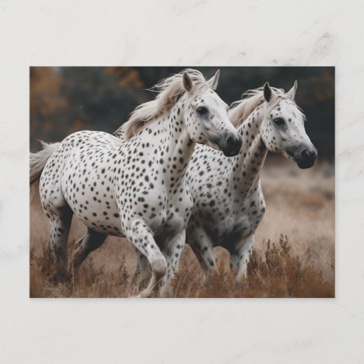 Galloping Leopard Appaloosa paarden Briefkaart (Voorkant)
