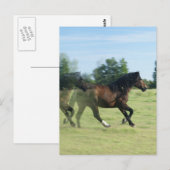 Galloping Mustangs Briefkaart (Voorkant / Achterkant)