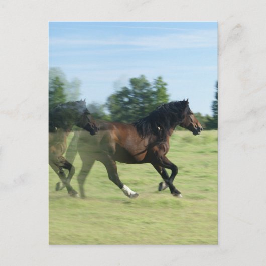 Galloping Mustangs Briefkaart (Voorkant)