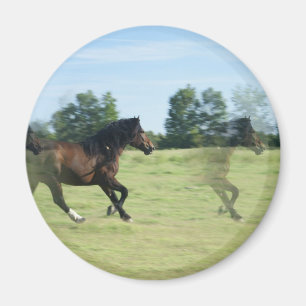 Galloping Mustangs Round Magnet Magneet
