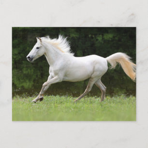 Galloping White Horse Briefkaart