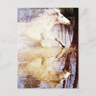 Galloping White Water Horse Briefkaart