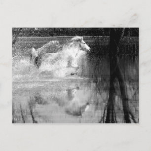 Galloping White Water Horse Briefkaart