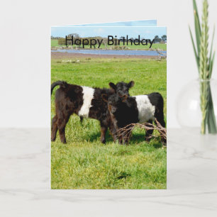 Galloway Baby Calves, Birthday Kaart
