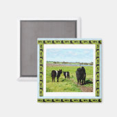 Galloway Cows Framed, Fridge Magnet (Recto/Verso)