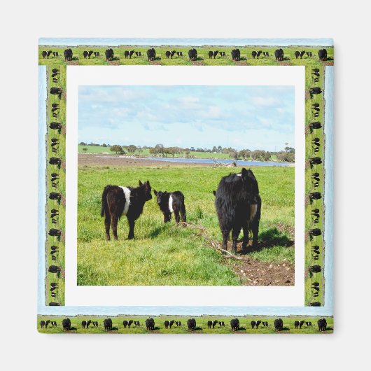 Galloway Cows Framed, Fridge Magnet (Devant)