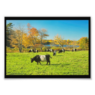 Galloway-koeien die grazen op gras in Herfst Foto Afdruk