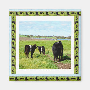 Galloway Koeien omwoeld, Fridge Magnet Magneet