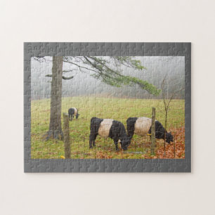 Galloway-koeien op Boerderij in Rockport Maine Legpuzzel