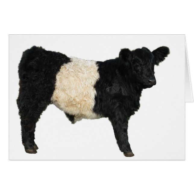 Galloway Steer Cutout (Devant horizontal)